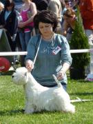 teddy_west_highland_white_terrier_6