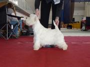 teddy_west_highland_white_terrier_7