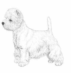 standard west highland white terrier 01