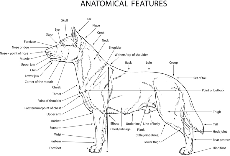 standard west highland white terrier 02