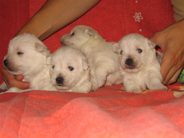 Šteniatka v 3 týždňoch/Puppies in 3 weeks/Chiots en 3 semaines