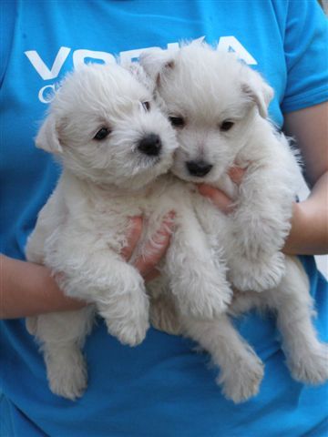 Verdell + Voodoo 6,5 tda / 6,5 semaines / 6,5 weeks