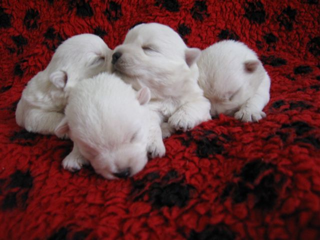 MILK&SUGAR, MILD&SPICY, ME&YOU, MYSTERY SUNSHINE CELEBRATION vo veku 13 dní/13days old/en 13 jours