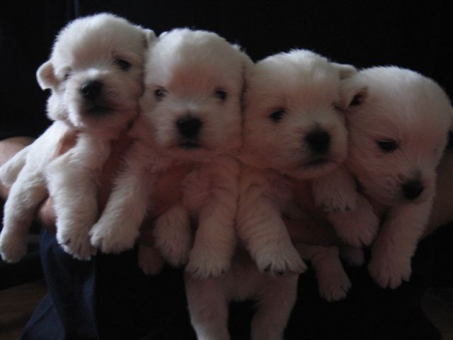 MILK&SUGAR, MILD&SPICY, ME&YOU, MYSTERY SUNSHINE CELEBRATION vo veku 13 dní/13days old/en 13 jours