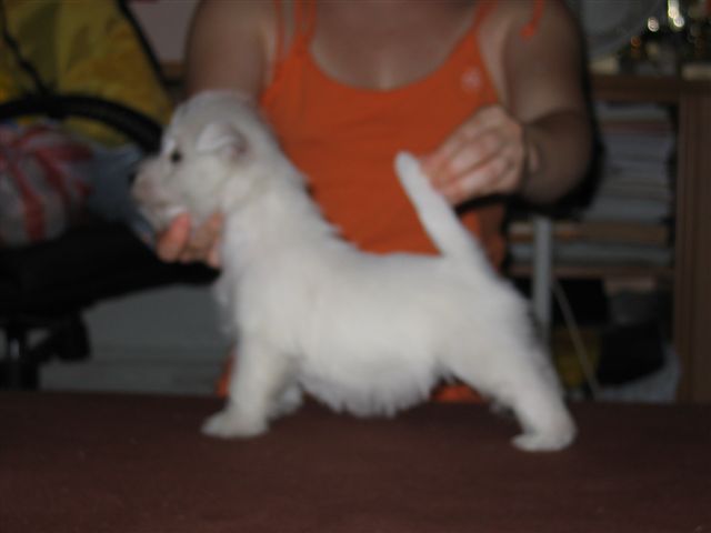 Mystery SUNSHINE CELEBRATION vo veku 6,5 tý¾dòa/6,5 weeks old/en 6,5 semaines