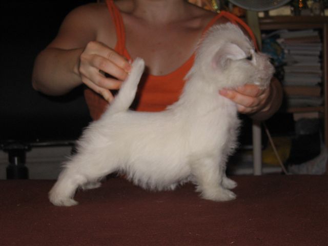 Mystery SUNSHINE CELEBRATION vo veku 6,5 tý¾dòa/6,5 weeks old/en 6,5 semaines
