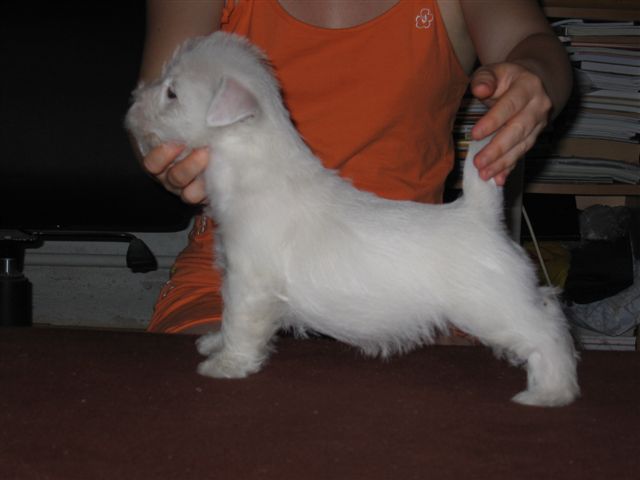 ME & YOU SUNSHINE CELEBRATION vo veku 6,5 tý¾dòa/6,5 weeks old/en 6,5 semaines