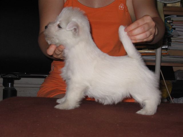 MILK & SUGAR SUNSHINE CELEBRATION vo veku 6,5 tý¾dòa/6,5 weeks old/en 6,5 semaines