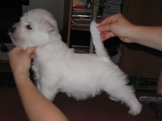 MILD & SPICY SUNSHINE CELEBRATION vo veku 6,5 tý¾dòa/6,5 weeks old/en 6,5 semaines
