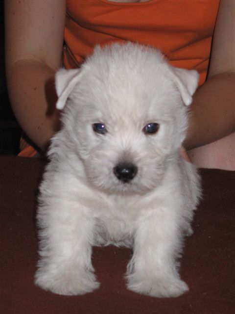 MILD & SPICY SUNSHINE CELEBRATION vo veku 6,5 tý¾dòa/6,5 weeks old/en 6,5 semaines
