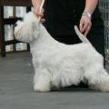 Bounty_west_highland_white_terrier_2