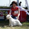 Bounty_west_highland_white_terrier_3