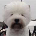 Chilli_west_highland_white_terrier_3