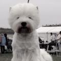 Chilli_west_highland_white_terrier_4