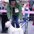 Jasmine_west_highland_white_terrier_2