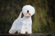 max_west_highland_white_terrier_1