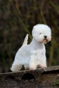 max_west_highland_white_terrier_2