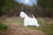 max_west_highland_white_terrier_3