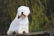 max_west_highland_white_terrier_5