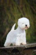 max_west_highland_white_terrier_6