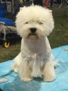 tara-mia_west_highland_white_terrier_11