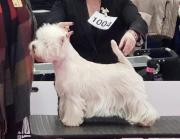 tara-mia_west_highland_white_terrier_12