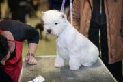 tara-mia_west_highland_white_terrier_4