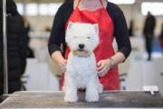 tara-mia_west_highland_white_terrier_5