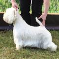 tasha-mia_west_highland_white_terrier_2