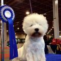 tasha-mia_west_highland_white_terrier_5