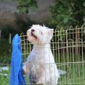 tasha-mia_west_highland_white_terrier_6