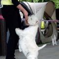 tasha-mia_west_highland_white_terrier_8