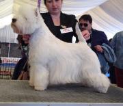 yulya_west_highland_white_terrier_3