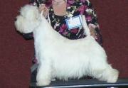 yulya_west_highland_white_terrier_4