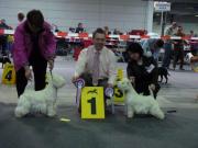 yulya_west_highland_white_terrier_8